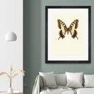 Papilio machaon by Incado on GIANT ART - multicolor animals; floral/still life