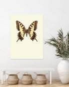 Papilio machaon by Incado on GIANT ART - multicolor animals; floral/still life