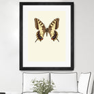 Papilio machaon by Incado on GIANT ART - multicolor animals; floral/still life