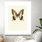 Papilio machaon by Incado on GIANT ART - multicolor animals; floral/still life