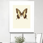 Papilio machaon by Incado on GIANT ART - multicolor animals; floral/still life