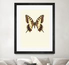 Papilio machaon by Incado on GIANT ART - multicolor animals; floral/still life