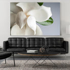 Magnolia by PhotoINC Studio on GIANT ART - multicolor photography; floral/still life