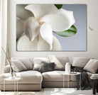 Magnolia by PhotoINC Studio on GIANT ART - multicolor photography; floral/still life