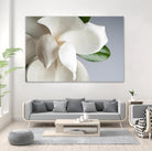Magnolia by PhotoINC Studio on GIANT ART - multicolor photography; floral/still life