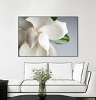 Magnolia by PhotoINC Studio on GIANT ART - multicolor photography; floral/still life