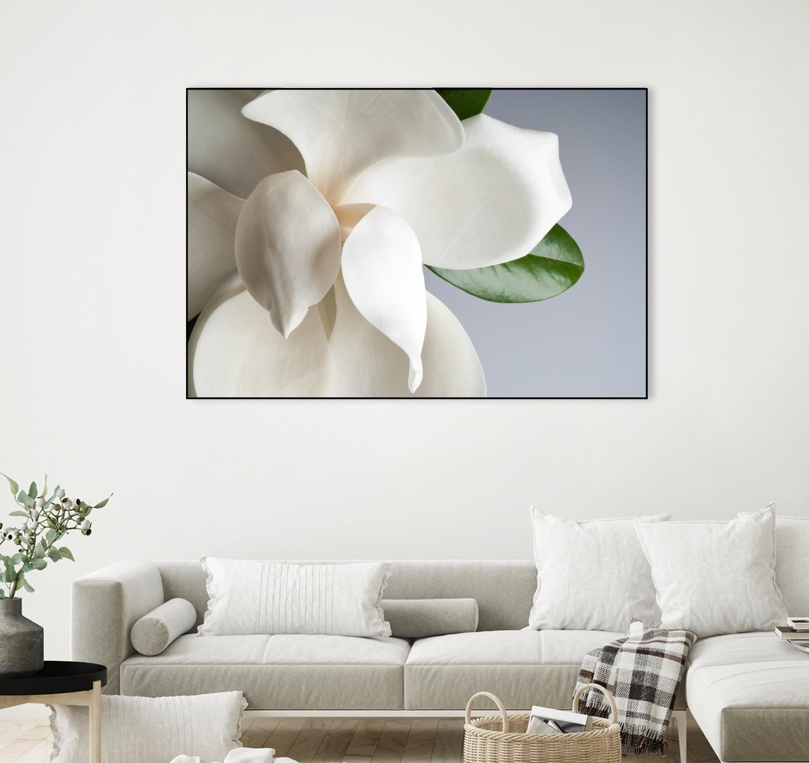 Magnolia by PhotoINC Studio on GIANT ART - multicolor photography; floral/still life