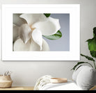 Magnolia by PhotoINC Studio on GIANT ART - multicolor photography; floral/still life