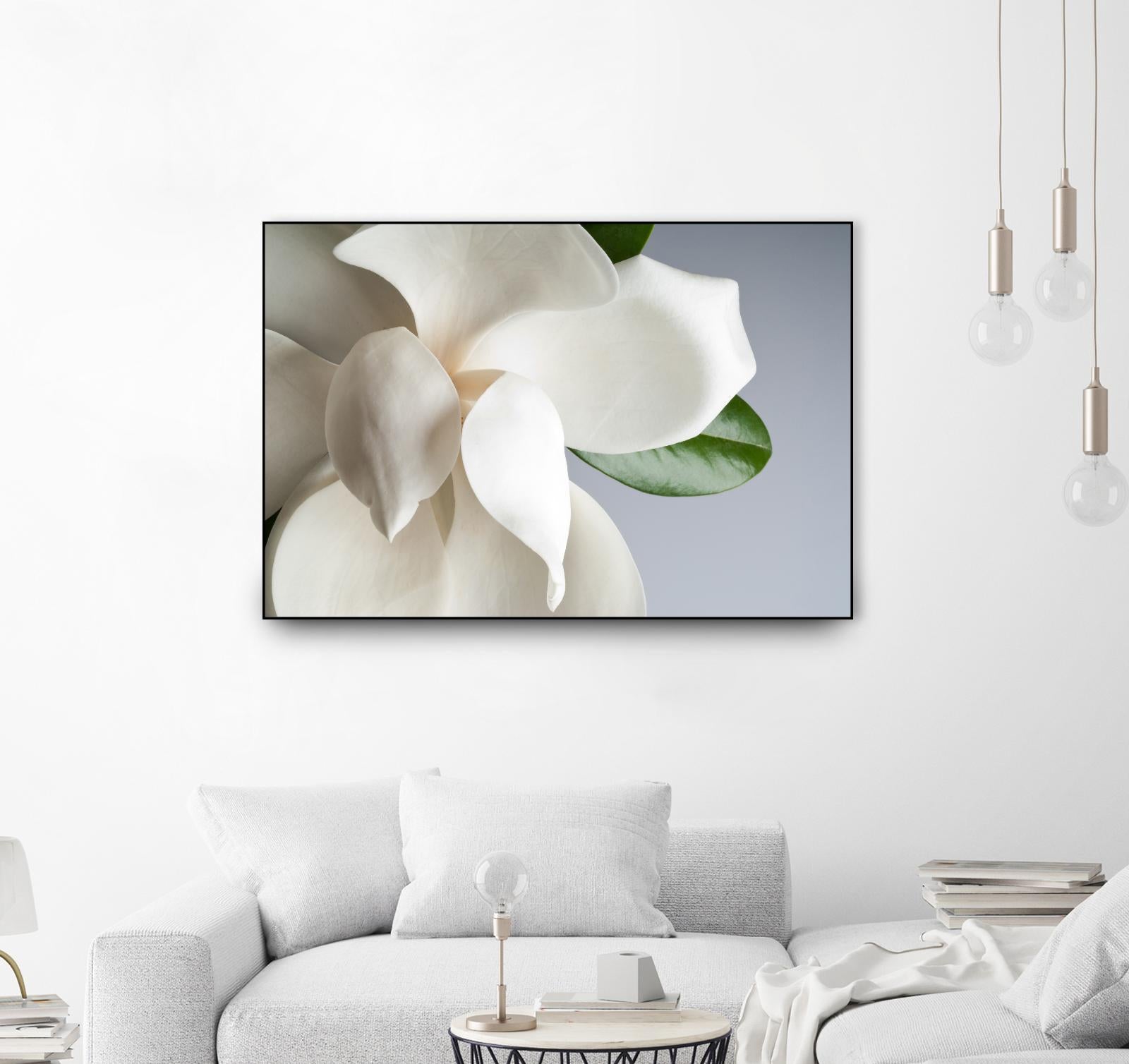 Magnolia by PhotoINC Studio on GIANT ART - multicolor photography; floral/still life