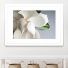 Magnolia by PhotoINC Studio on GIANT ART - multicolor photography; floral/still life
