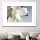 Magnolia by PhotoINC Studio on GIANT ART - multicolor photography; floral/still life