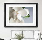 Magnolia by PhotoINC Studio on GIANT ART - multicolor photography; floral/still life