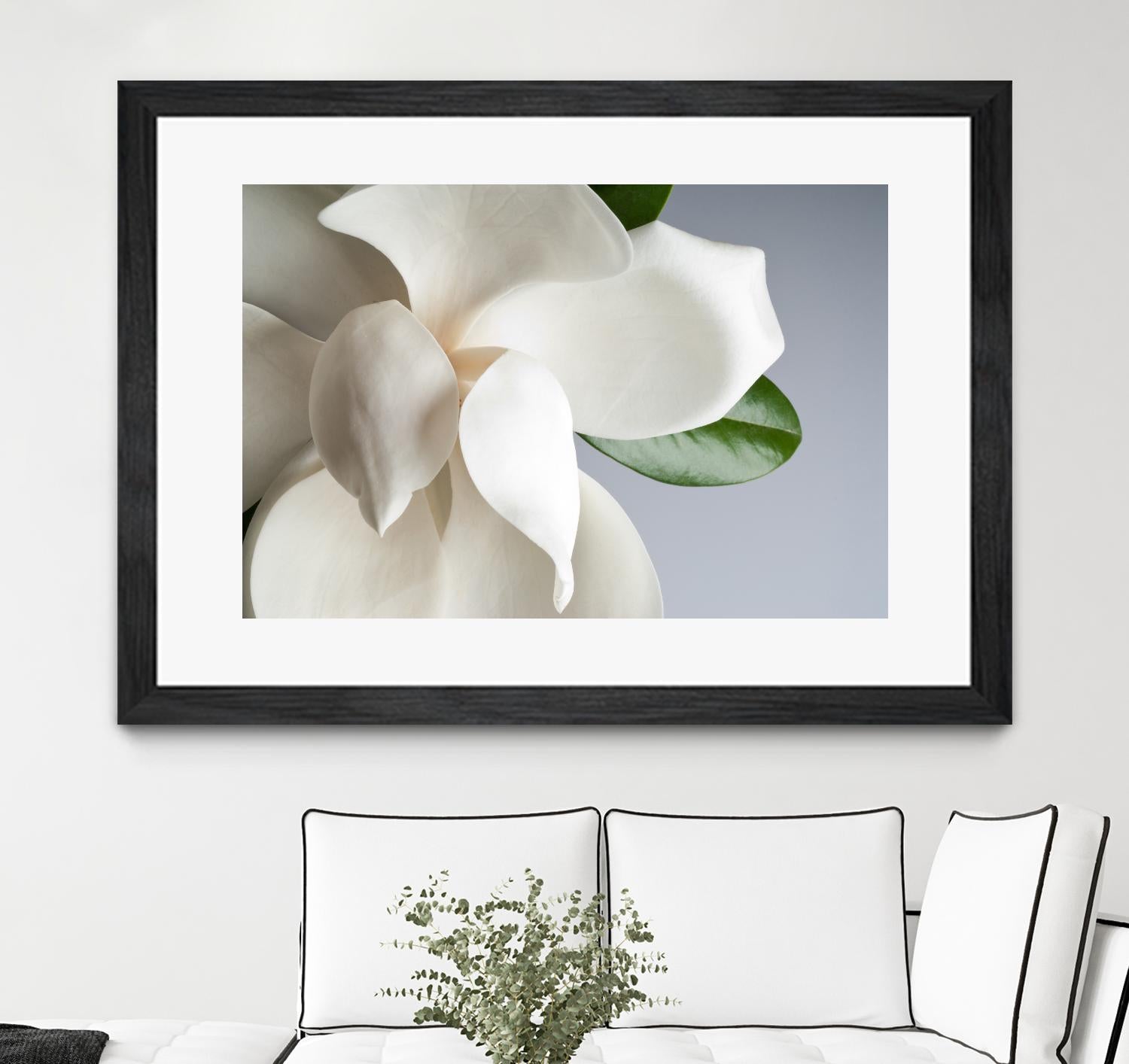 Magnolia by PhotoINC Studio on GIANT ART - multicolor photography; floral/still life
