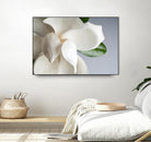 Magnolia by PhotoINC Studio on GIANT ART - multicolor photography; floral/still life