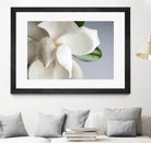 Magnolia by PhotoINC Studio on GIANT ART - multicolor photography; floral/still life