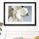 Magnolia by PhotoINC Studio on GIANT ART - multicolor photography; floral/still life