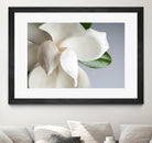 Magnolia by PhotoINC Studio on GIANT ART - multicolor photography; floral/still life