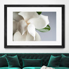 Magnolia by PhotoINC Studio on GIANT ART - multicolor photography; floral/still life