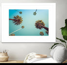 Palms by PhotoINC Studio on GIANT ART - multicolor photography; landscapes