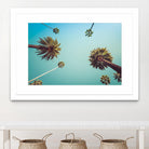 Palms by PhotoINC Studio on GIANT ART - multicolor photography; landscapes