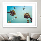Palms by PhotoINC Studio on GIANT ART - multicolor photography; landscapes