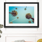 Palms by PhotoINC Studio on GIANT ART - multicolor photography; landscapes