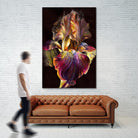 Iris by PhotoINC Studio on GIANT ART - multicolor photography; floral/still life