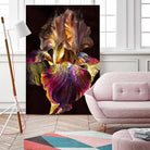 Iris by PhotoINC Studio on GIANT ART - multicolor photography; floral/still life