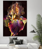 Iris by PhotoINC Studio on GIANT ART - multicolor photography; floral/still life