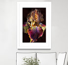 Iris by PhotoINC Studio on GIANT ART - multicolor photography; floral/still life
