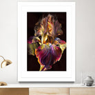 Iris by PhotoINC Studio on GIANT ART - multicolor photography; floral/still life