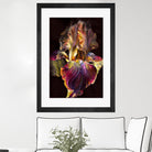 Iris by PhotoINC Studio on GIANT ART - multicolor photography; floral/still life