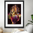 Iris by PhotoINC Studio on GIANT ART - multicolor photography; floral/still life