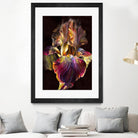 Iris by PhotoINC Studio on GIANT ART - multicolor photography; floral/still life