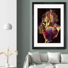 Iris by PhotoINC Studio on GIANT ART - multicolor photography; floral/still life