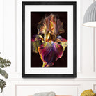 Iris by PhotoINC Studio on GIANT ART - multicolor photography; floral/still life