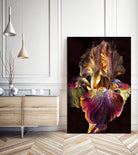 Iris by PhotoINC Studio on GIANT ART - multicolor photography; floral/still life