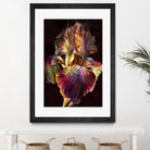 Iris by PhotoINC Studio on GIANT ART - multicolor photography; floral/still life