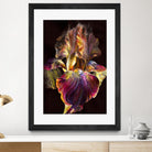Iris by PhotoINC Studio on GIANT ART - multicolor photography; floral/still life