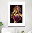 Iris by PhotoINC Studio on GIANT ART - multicolor photography; floral/still life