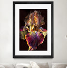 Iris by PhotoINC Studio on GIANT ART - multicolor photography; floral/still life