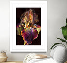 Iris by PhotoINC Studio on GIANT ART - multicolor photography; floral/still life