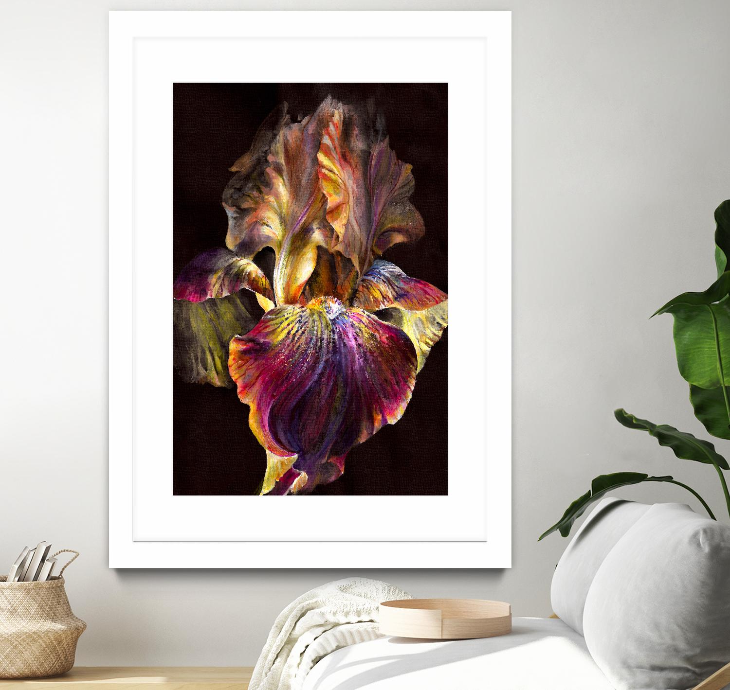 Iris by PhotoINC Studio on GIANT ART - multicolor photography; floral/still life