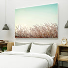 Retro Grass by PhotoINC Studio on GIANT ART - multicolor photography; landscapes