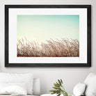 Retro Grass by PhotoINC Studio on GIANT ART - multicolor photography; landscapes