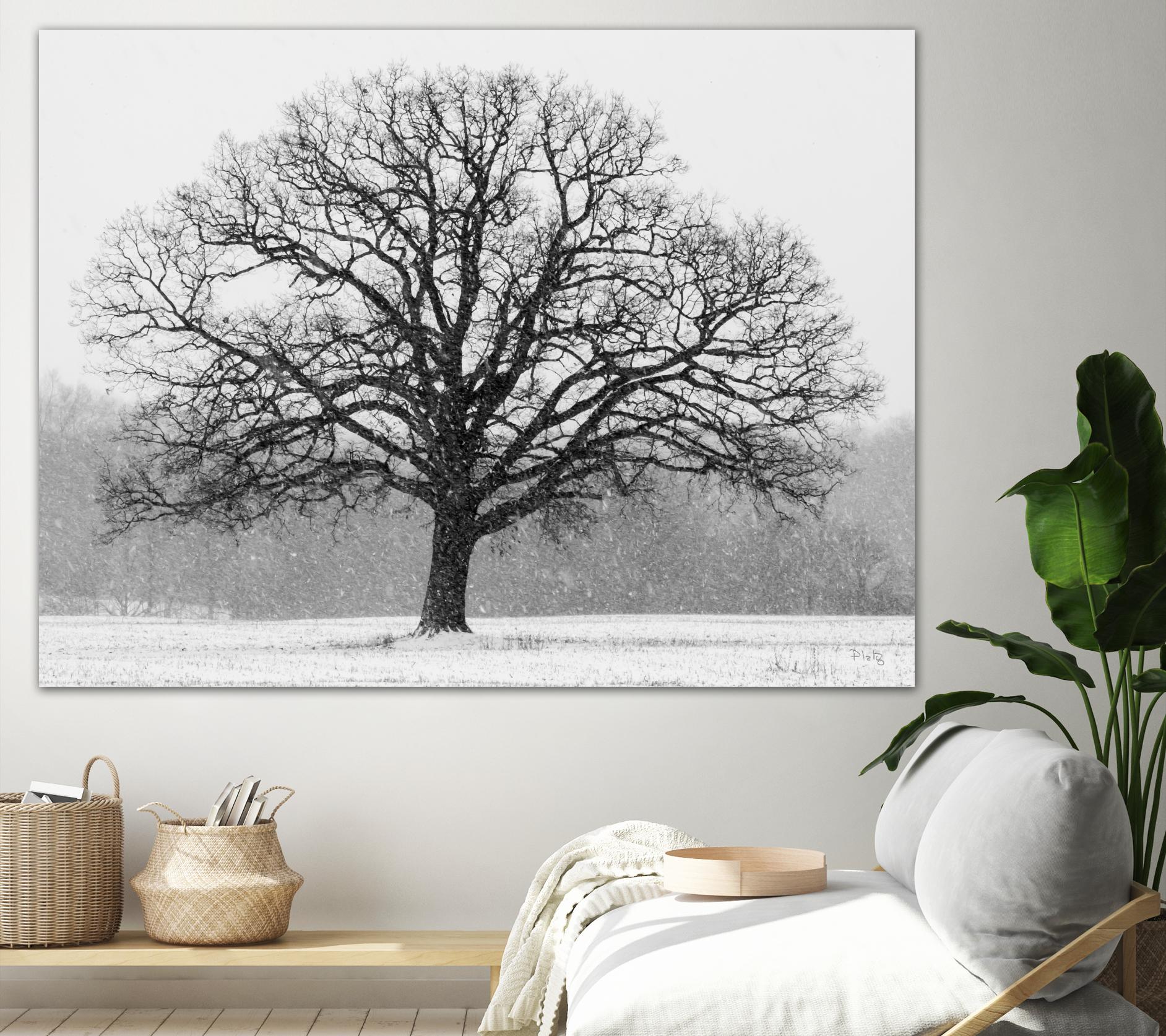 Old Man Winter by Matthew Platz on GIANT ART - multicolor photography; landscapes