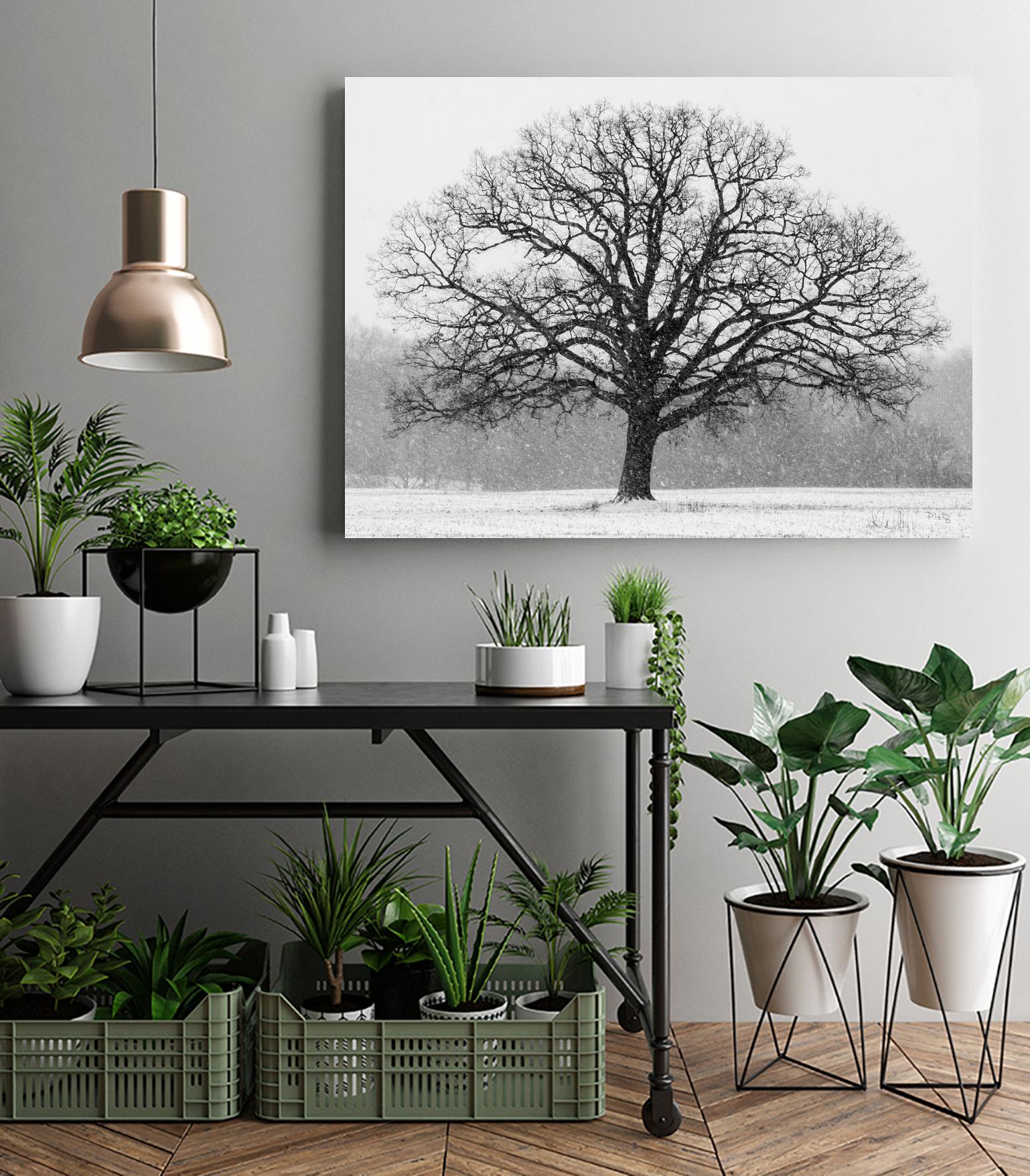 Old Man Winter by Matthew Platz on GIANT ART - multicolor photography; landscapes