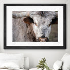 Showdown by Matthew Platz on GIANT ART - multicolor animals; photography