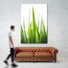 Blades of Green No. 1 by Sonja Quintero on GIANT ART - multi floral/still life, photography