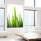 Blades of Green No. 1 by Sonja Quintero on GIANT ART - multi floral/still life, photography